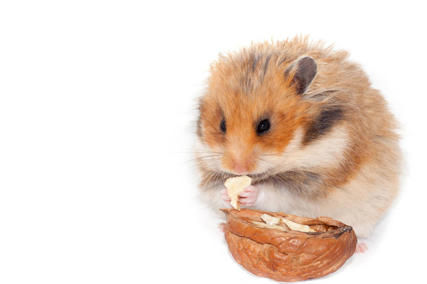 mignon hamster rouge syrien mangeant de la noix. isolé sur fond blanc
 - Photo, image