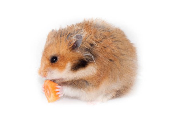 drôle de hamster rouge syrien manger un morceau de carotte. isolé sur fond blanc
 - Photo, image