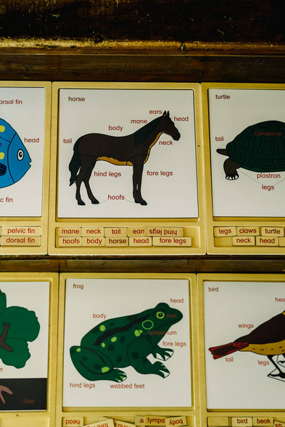 Карты с именами животных в школе Монтессори
. - Фото, изображение