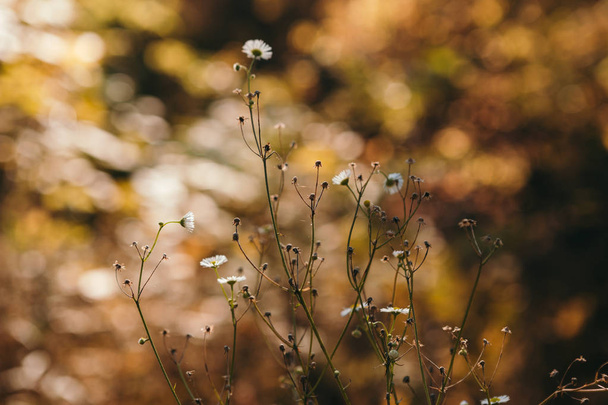Piękne i jasne tło jesień z żółtych i czerwonych liści na słoneczny dzień - Zdjęcie, obraz