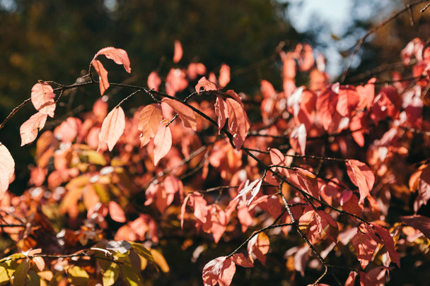 Красивый и яркий осенний фон с желтыми и красными листьями в солнечный день
 - Фото, изображение