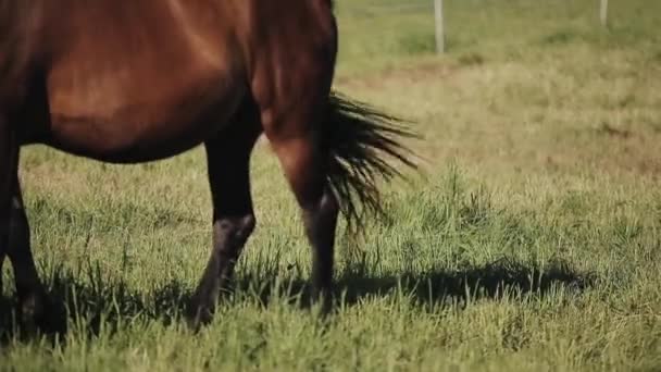 Близкий вид на лошадей хвост и живот
 - Кадры, видео