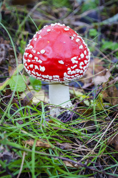 Мухомор червоний, Желатин та отруйних грибів гриб - Фото, зображення