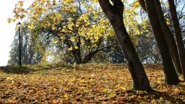 slunečný den zlaté žluté listy na podzim podzimní strom větev parku - Záběry, video