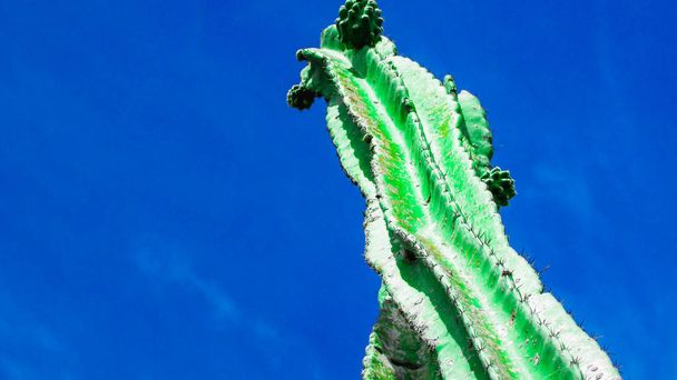 tradycyjnie brazylijski kaktusy, mandacaru, często kaktusy Mrówczynek biome, i służy jako żywność dla ludzi i zwierząt oraz ozdoby i oprócz produkujących kwiaty i owoce - Zdjęcie, obraz