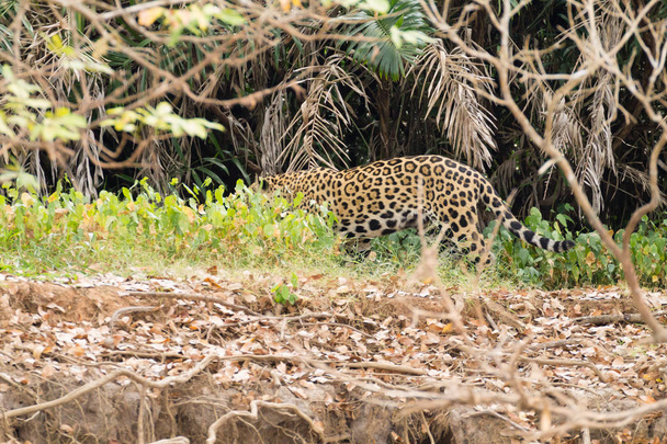 Jaguar a orillas del río Pantanal, Brasil. Felino brasileño salvaje. Naturaleza y vida silvestre - Foto, imagen