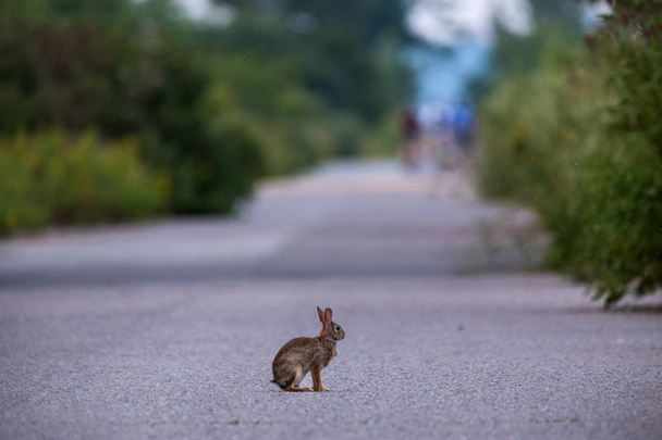 Bir Toronto parkta yolun ortasında oturan bir Doğu tavşan tavşan - Fotoğraf, Görsel