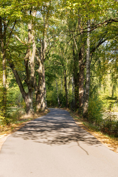 Καμπύλο αγροτικό δρόμο ανάμεσα στα δέντρα στο δάσος - Φωτογραφία, εικόνα