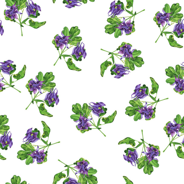 Seamless pattern with aquilegia violet flowers bouquets on white background. Hand drawn watercolor illustration. - Photo, image