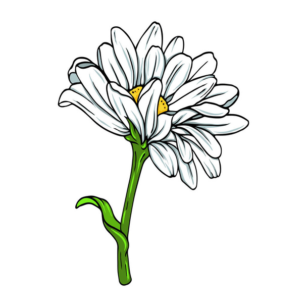 Chrysanthemum or camomile or daisy white flower isolated on white background. Hand drawn vector illustration. - Vecteur, image