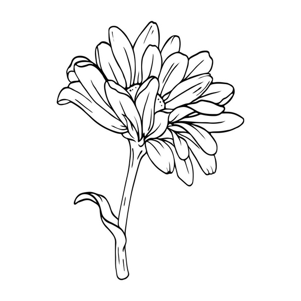 Chrysanthemum or camomile or daisy flower isolated on white background. Hand drawn vector illustration. - Vecteur, image