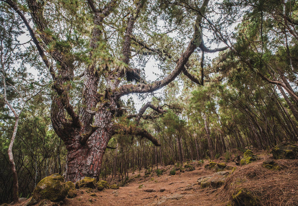 huge pine trees in forest landscape, Esperanza forest, Tenerife - - Fotó, kép