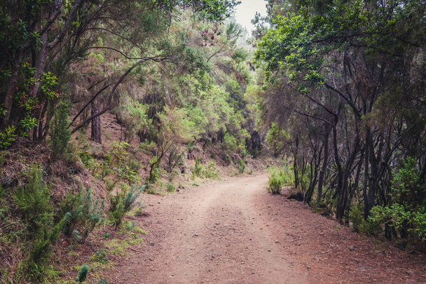 rural road in forest landscape - pathway in wilderness / nature - Foto, Imagem