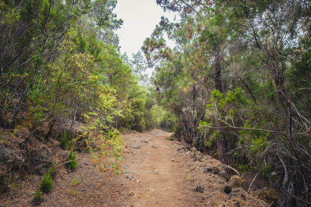 hiking path trough forest landscape -  walkway in wilderness - - Fotoğraf, Görsel