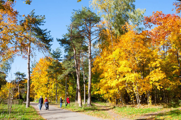 MOSCOW, RUSSIA - OCTOBER 11, 2018: Yellow trees, people and alley in Kuzminki Park on sunny, autumn day. Kuzminki Park is located in South-Eastern administrative district of Moscow. - 写真・画像
