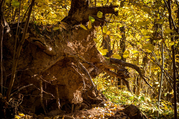 Root of a fallen tree in the autumn forest - Fotoğraf, Görsel