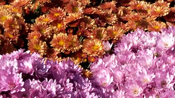 Gyönyörű virágos szőnyeg Vértes számítógép energiatakarékos átmenet a virágzó krizantém hatása a nagyítás és a kamera mozgó - Felvétel, videó