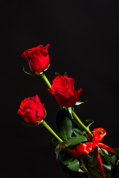 red Rose - Photo, image