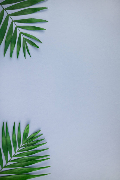 Yaratıcı düz yeşil mavi gri kağıt arka plan kopya alanı ile tropikal palmiye yaprak üstten görünüm yatıyordu. En az tropikal palmiye yaprağı bitkiler yaz kavramı şablon metin veya tasarım için - Fotoğraf, Görsel