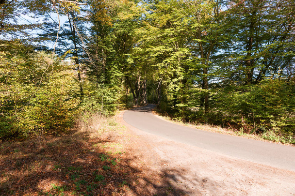 Estrada rural na floresta de outono. Paisagem de outono
 - Foto, Imagem