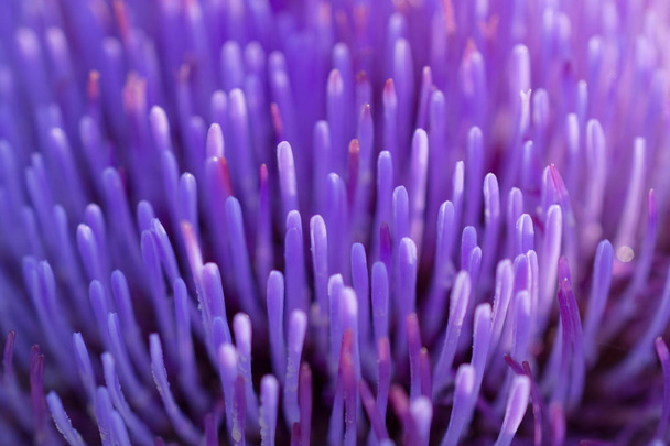 Blurred abstract background. Close-up petals of purple artichoke flower - Photo, Image