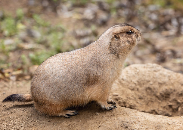 Lonely gopher sitting on the sand - Photo, Image