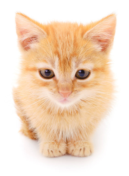 Small red kitten on a white background - 写真・画像
