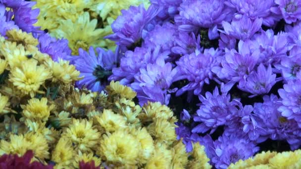Krásný květinový koberec closeup počítače spořič přechod od kvetoucí chryzantémy s efektem zvětšování a posouváním kamery - Záběry, video