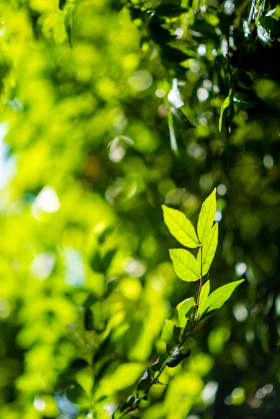 αφηρημένο, bokeh φύλλα μοτίβο φύση πράσινο φόντο. - Φωτογραφία, εικόνα