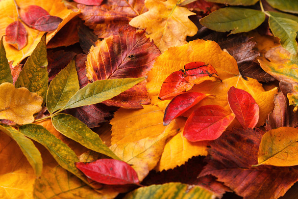 Bright autumn leaves. Red, yellow, green leaves. Wooden background. Close up. - Photo, image