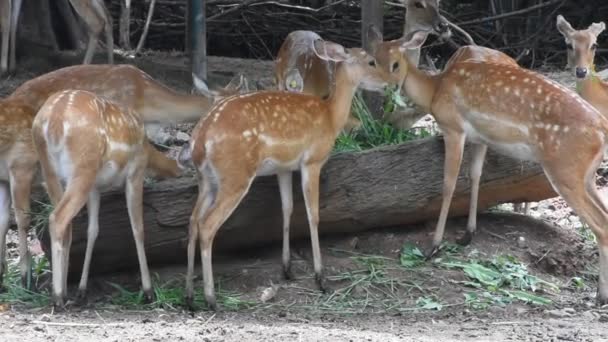 chital oder gefleckte Hirsche im Dusit Zoo oder Khao din wana Park in Bangkok, Thailand für Thailänder und ausländische Reisende zu Fuß besuchen und reisen suchen - Filmmaterial, Video
