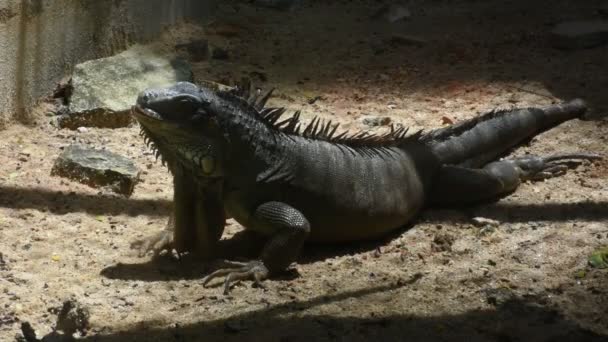 Iguana au zoo de Dusit ou parc Khao Din Wana à Bangkok, Thaïlande pour les Thaïlandais et les voyageurs étrangers à pied visite et voyage à la recherche
 - Séquence, vidéo