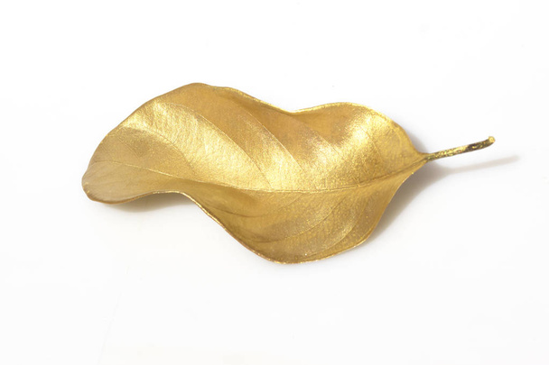 One golden leaf isolated on white background. - 写真・画像
