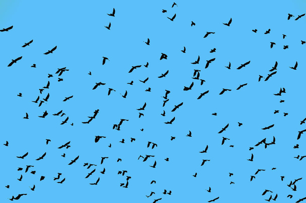 Sylwetki duże stado wiele ptaków gołębi, wysokie loty i unoszące się w błękitne niebo, niski kąt widzenia - Zdjęcie, obraz