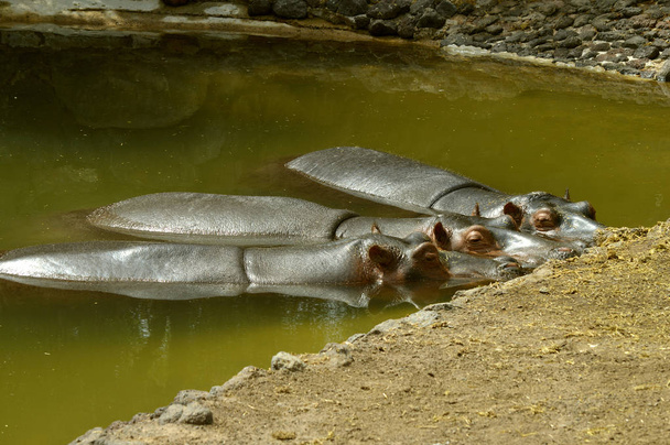 Hipopótamos Nombre latino Hipopótamo anfibio, revolcándose en el agua
 - Foto, Imagen