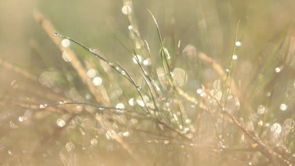 Poranna Rosa na zielonej trawie naturalnej rano sunlight. Streszczenie świeżych, Zielona trawa tło z niewyraźne światła efekt. Krople wody z bliska - Materiał filmowy, wideo