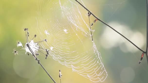 Nagy web-ben csepp harmat borzongás a szél. Zár-megjelöl-ból kör pók hálójában a reggeli harmat, napfelkelte fényében, őszi szezonális háttér. Sekély mélységélesség, a könnyű szellő, 59.94 fps - Felvétel, videó