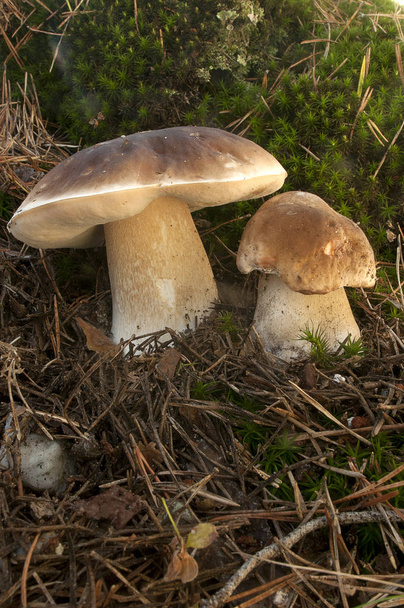 Mushroom, boletus edulis, in pine forest - Photo, Image
