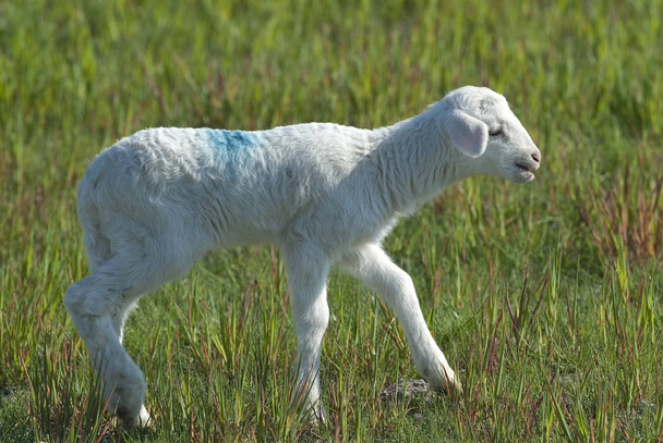 Овцы, кушающие на зеленом лугу, маленькие ягнята
 - Фото, изображение