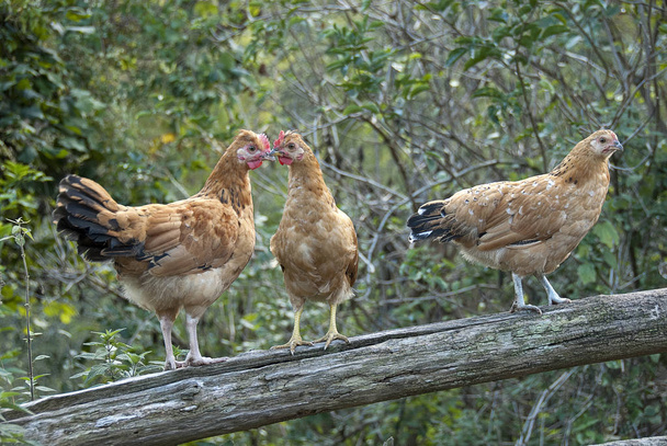 Trois poules élevées sur un tronc
 - Photo, image