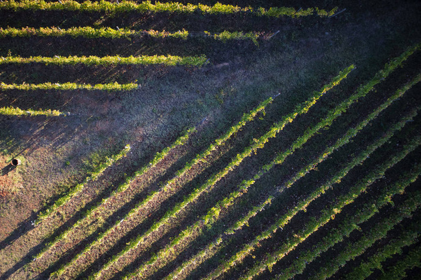 Вид сверху с помощью беспилотника линии виноградника
 - Фото, изображение