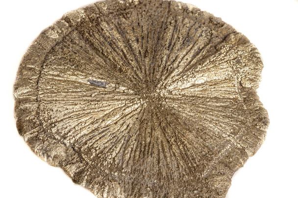 Макро мінеральний камінь Піратський долар на білому тлі крупним планом
 - Фото, зображення