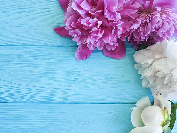 beautiful flower fresh peonies on a blue wooden background, summer frame - Fotografie, Obrázek