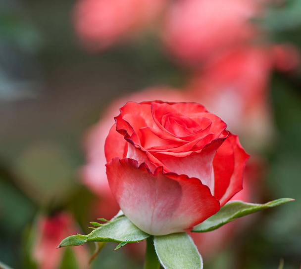 Rosa flor sobre fondo borroso natural, flora - flores
. - Foto, Imagen