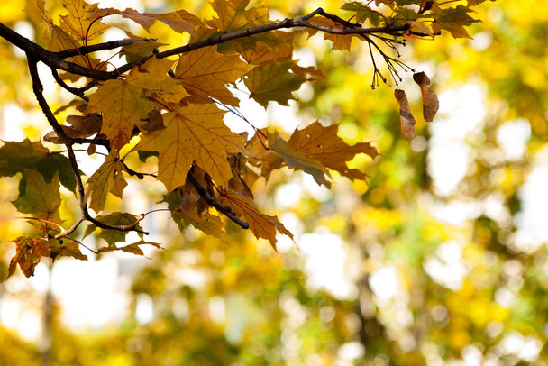 Fall, autumn, leaves background. A tree branch with autumn leaves of a maple on a blurred background. Landscape in autumn season. - Foto, immagini
