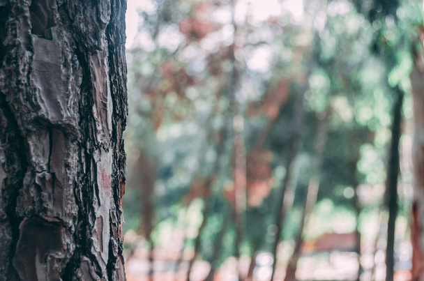 Close up van eiken boomstam met solf wazig achtergrond - Foto, afbeelding