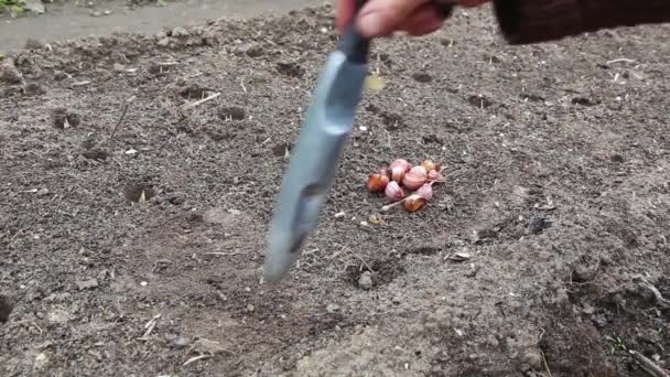 Hand planting garlic in vegetable garden. Fossa are first made in ground - 映像、動画