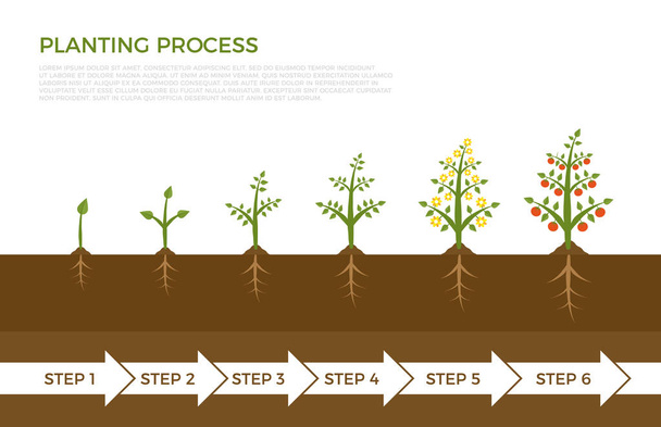 Vector infographic of plant growth stages. Tree with green leaf growing out of ground. Illustration of planting vegetables and fruits. - Vector, Image