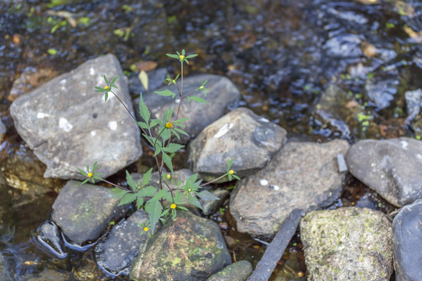 Tema río, pequeña planta en el río en la montaña, márgenes con rocas y vegetación en el agua en Portugal
 - Foto, imagen