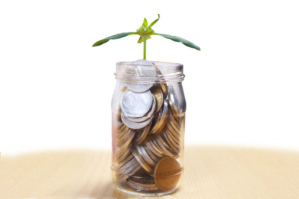 Bitki, mali kavramı yetiştirme ile cam para kavanoz tasarruf para çıktı. Beyaz arka plan üzerinde ahşap masa - Fotoğraf, Görsel